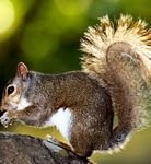 pic for Brown Squirrel